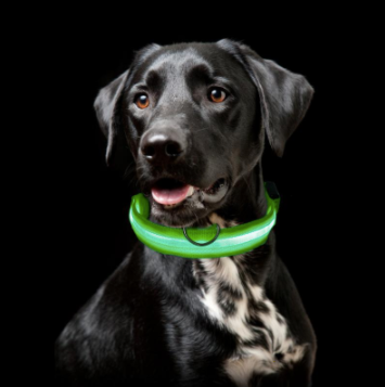 Light Up Dog Collar - Flashing Dog Collar